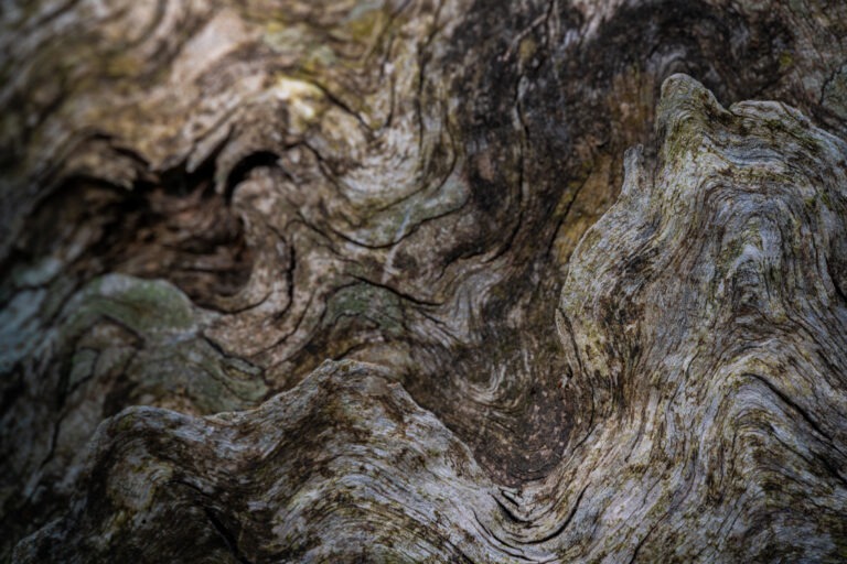 Pine Needles